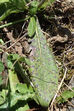 Knautia integrifolia \ Einj&auml;hrige Witwenblume / Whole-Leaved Scabious, Kroatien/Croatia Risnjak 14.8.2016