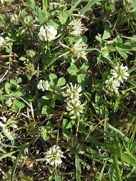 Trifolium nigrescens \ Schwarzwerdender Klee / Small White Clover, Ball Clover, Kroatien/Croatia Istrien/Istria, Poreč 26.5.2006