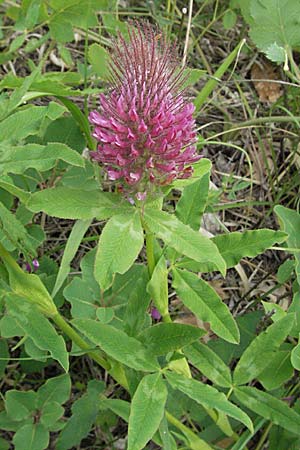 Trifolium rubens \ Purpur-Klee / Long-Spiked Trefoil, Red Trefoil, Kroatien/Croatia Istrien/Istria, Gračišće 27.5.2006