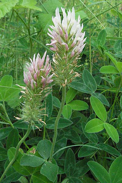 Trifolium incarnatum subsp. molinerii \ Molineris Inkarnat-Klee / Long-Headed Clover, Kroatien/Croatia Istrien/Istria, Poreč 28.5.2006
