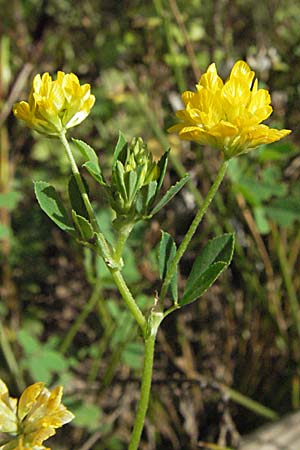Trifolium patens \ Spreiz-Klee, Sdlicher Gold-Klee / Southern Hop Trefoil, Kroatien/Croatia Gospic 17.7.2007