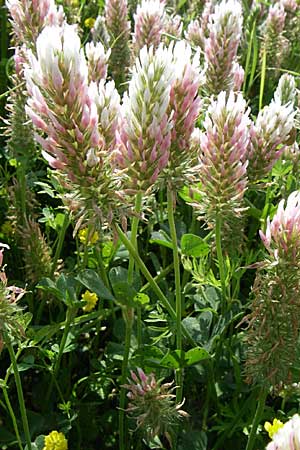 Trifolium incarnatum subsp. molinerii \ Molineris Inkarnat-Klee / Long-Headed Clover, Kroatien/Croatia Udbina 2.6.2008