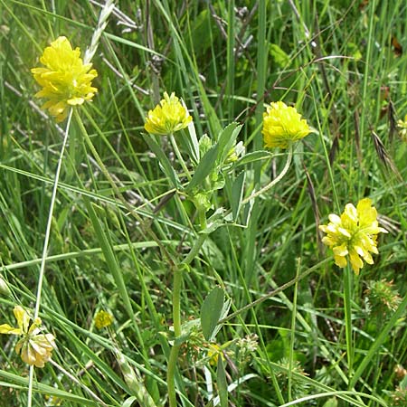 Trifolium patens \ Spreiz-Klee, Sdlicher Gold-Klee / Southern Hop Trefoil, Kroatien/Croatia Drniš 2.6.2008