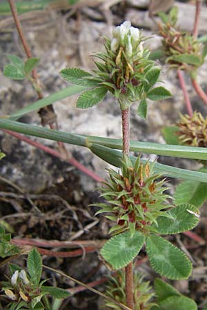 Trifolium scabrum \ Rauer Klee / Rough Clover, Kroatien/Croatia Istrien/Istria, Premantura 5.6.2008