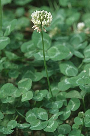 Trifolium repens \ Wei-Klee, Weiklee / White Clover, Kroatien/Croatia Istrien/Istria, Poreč 29.5.2006