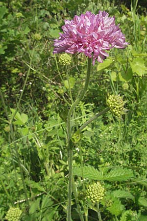 Knautia illyrica \ Illyrische Witwenblume / Illyrian Scabious, Kroatien/Croatia Istrien/Istria, Poreč 26.5.2006