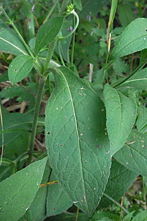 Knautia drymeia subsp. intermedia ? \ Mittlere Ungarische Witwenblume, Balkan-Witwenblume / Hungarian Widow Flower, Kroatien/Croatia Plitvička 19.7.2007