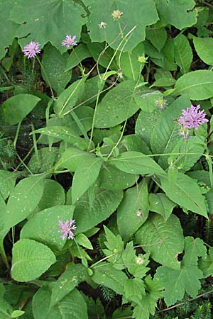 Knautia drymeia subsp. intermedia ? \ Mittlere Ungarische Witwenblume, Balkan-Witwenblume / Hungarian Widow Flower, Kroatien/Croatia Plitvička 19.7.2007