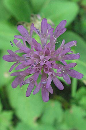 Knautia drymeia subsp. intermedia ? \ Mittlere Ungarische Witwenblume, Balkan-Witwenblume / Hungarian Widow Flower, Kroatien/Croatia Plitvička 19.7.2007