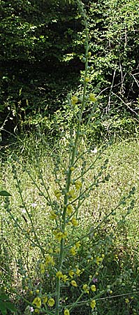 Verbascum densiflorum ? \ Grobltige Knigskerze / Dense-flowered Mullein, Kroatien/Croatia Istrien/Istria, Rovinj 29.5.2006