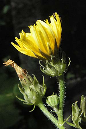 Picris hieracioides \ Gemeines Bitterkraut / Hawkweed Ox-Tongue, Kroatien/Croatia Senj 18.7.2007