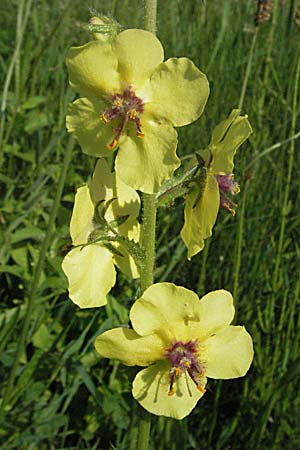 Verbascum blattaria \ Schabenkraut-Knigskerze, Schaben-Knigskerze / Moth Mullein, Kroatien/Croatia Donji Budački 20.7.2007