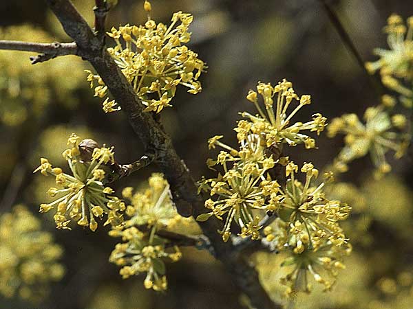 Cornus mas \ Kornelkirsche / Cornelian Cherry, Kroatien/Croatia Velebit 8.4.2006