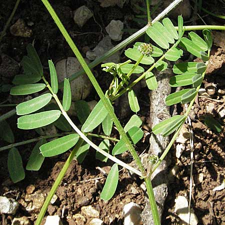 Securigera securidaca \ Beilwicke / Hatchet Vetch, Kroatien/Croatia Istrien/Istria, Poreč 26.5.2006