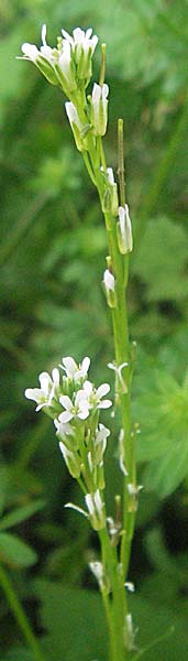 Arabis sagittata \ Pfeilblatt-Gnsekresse / Arrow-Leaved Rock-Cress, Kroatien/Croatia Istrien/Istria, Gračišće 27.5.2006