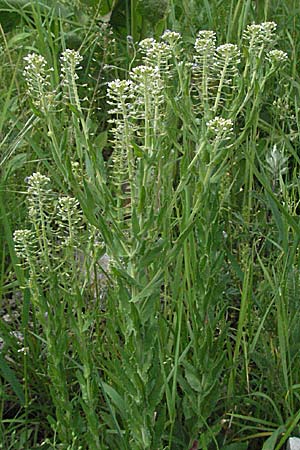 Lepidium campestre \ Feld-Kresse / Field Pepperwort, Kroatien/Croatia Velebit 31.5.2006