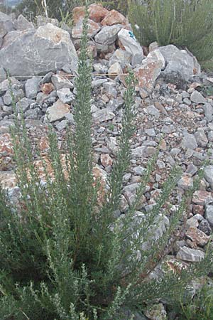Bassia scoparia \ Besen-Radmelde, Sommerzypresse / Summer Cypress, Kroatien/Croatia Senj 16.7.2007