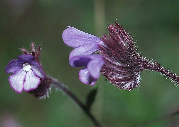 Anchusella cretica \ Kretischer Krummhals / Cretan Bugloss, Kroatien/Croatia Hvar, Stari Grad 6.4.2006