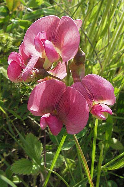 Lathyrus latifolius \ Breitblttrige Platterbse / Broad-Leaved Everlasting Pea, Kroatien/Croatia Istrien/Istria, Poreč 26.5.2006