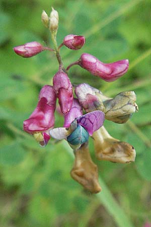 Lathyrus niger \ Schwarze Platterbse / Black Pea, Kroatien/Croatia Istrien/Istria, Gračišće 27.5.2006