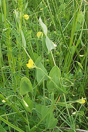 Lathyrus aphaca \ Ranken-Platterbse / Yellow Vetchling, Kroatien/Croatia Istrien/Istria, Gračišće 27.5.2006