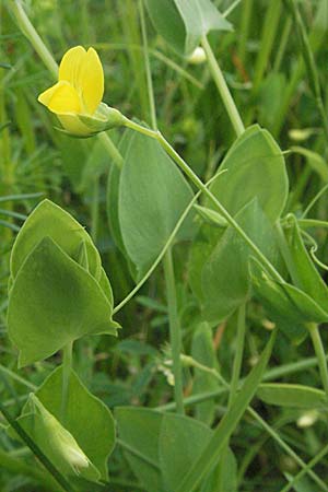 Lathyrus aphaca \ Ranken-Platterbse / Yellow Vetchling, Kroatien/Croatia Istrien/Istria, Gračišće 27.5.2006