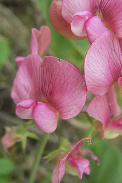 Lathyrus latifolius \ Breitblttrige Platterbse / Broad-Leaved Everlasting Pea, Kroatien/Croatia Istrien/Istria, Gračišće 27.5.2006