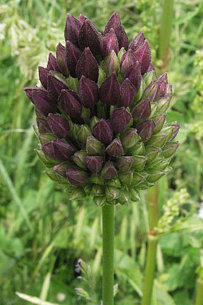 Allium sphaerocephalon \ Kugel-Lauch / Round-Headed Leek, Kroatien/Croatia Istrien/Istria, Gračišće 27.5.2006