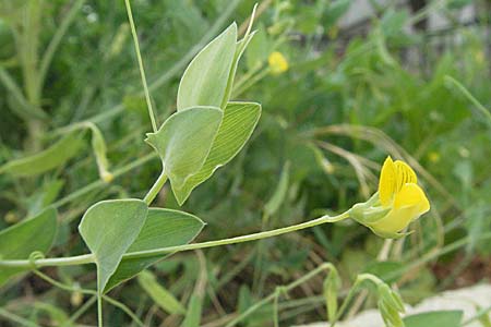 Lathyrus aphaca \ Ranken-Platterbse / Yellow Vetchling, Kroatien/Croatia Istrien/Istria, Poreč 29.5.2006