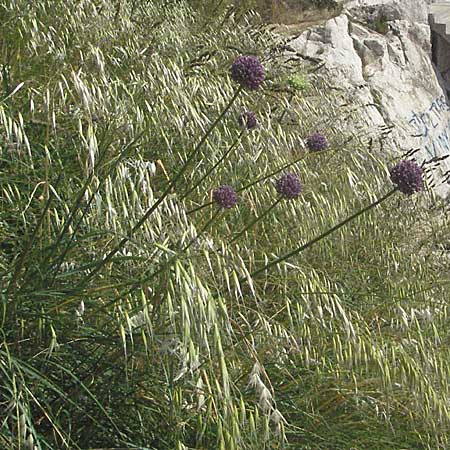 Allium sphaerocephalon \ Kugel-Lauch / Round-Headed Leek, Kroatien/Croatia Istrien/Istria, Rovinj 29.5.2006