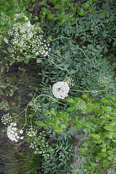 Laserpitium siler \ Berg-Laserkraut, Echter Bergkmmel / Narrow-Leaved Sermountain, Kroatien/Croatia Plitvička 3.6.2006