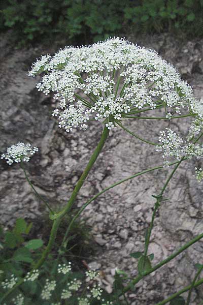 Laserpitium siler \ Berg-Laserkraut, Echter Bergkmmel / Narrow-Leaved Sermountain, Kroatien/Croatia Plitvička 3.6.2006