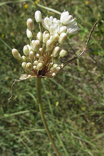 Allium tenuiflorum \ Zartbl&uuml;tiger Lauch / Slender Garlic, Kroatien/Croatia Istrien/Istria, Grači&scaron;će 15.7.2007