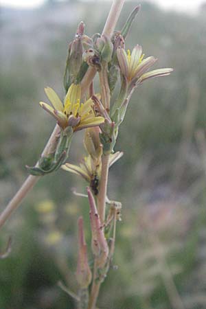 Lactuca saligna \ Weiden-Lattich / Willowleaf Lettuce, Least Lettuce, Kroatien/Croatia Senj 16.7.2007