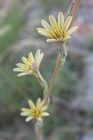 Lactuca saligna \ Weiden-Lattich / Willowleaf Lettuce, Least Lettuce, Kroatien/Croatia Senj 16.7.2007