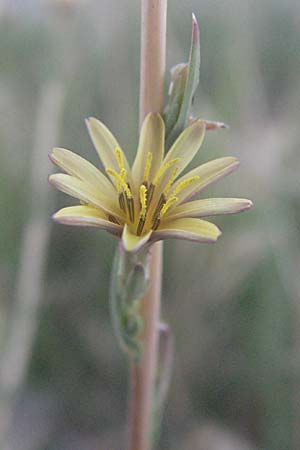 Lactuca saligna \ Weiden-Lattich / Willowleaf Lettuce, Least Lettuce, Kroatien/Croatia Senj 16.7.2007