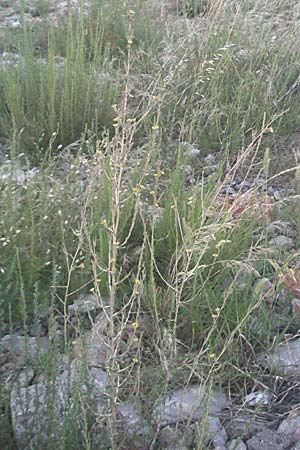Lactuca saligna \ Weiden-Lattich / Willowleaf Lettuce, Least Lettuce, Kroatien/Croatia Senj 16.7.2007