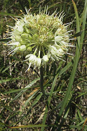 Allium ericetorum \ Gelblichweier Lauch / Heath Garlic, Kroatien/Croatia Gola Plješevica 18.7.2007