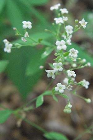 Galium sylvaticum \ Wald-Labkraut / Wood Bedstraw, Kroatien/Croatia Plitvička 19.7.2007