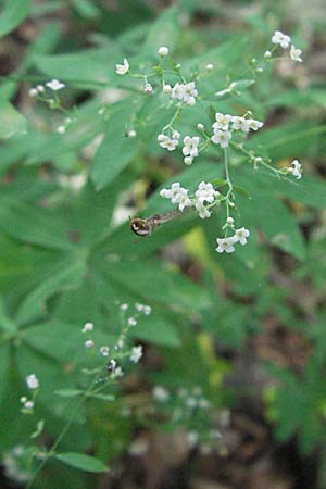 Galium sylvaticum \ Wald-Labkraut / Wood Bedstraw, Kroatien/Croatia Plitvička 19.7.2007