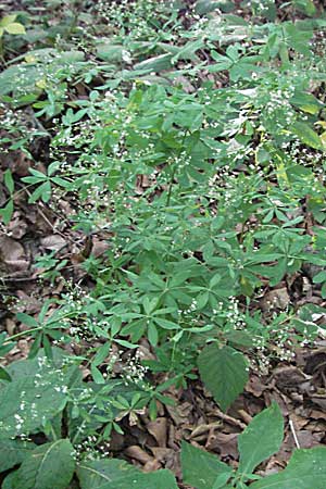 Galium sylvaticum \ Wald-Labkraut / Wood Bedstraw, Kroatien/Croatia Plitvička 19.7.2007