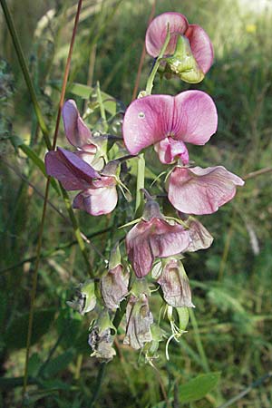 Lathyrus latifolius \ Breitblttrige Platterbse / Broad-Leaved Everlasting Pea, Kroatien/Croatia Učka 14.7.2007