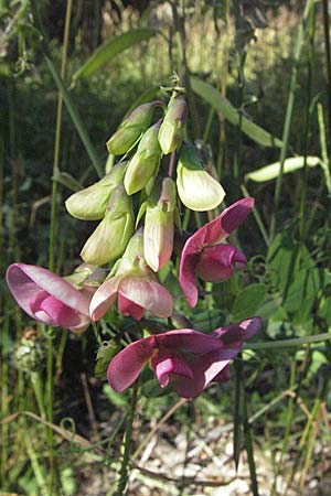 Lathyrus latifolius \ Breitblttrige Platterbse / Broad-Leaved Everlasting Pea, Kroatien/Croatia Učka 14.7.2007