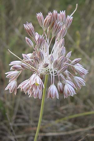 Allium tenuiflorum \ Zartbl&uuml;tiger Lauch / Slender Garlic, Kroatien/Croatia &Scaron;ibenik 2.6.2008