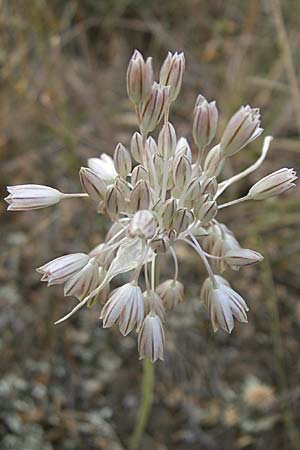 Allium tenuiflorum \ Zartbl&uuml;tiger Lauch / Slender Garlic, Kroatien/Croatia &Scaron;ibenik 2.6.2008