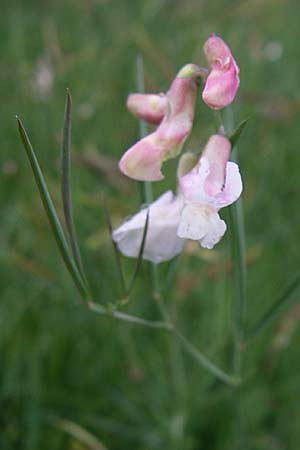 Lathyrus pannonicus \ Ungarische Platterbse / Hungarian Pea, Kroatien/Croatia Gospic 3.6.2008