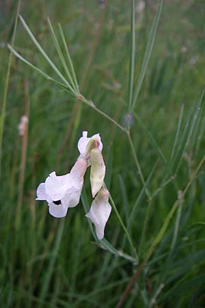 Lathyrus pannonicus \ Ungarische Platterbse / Hungarian Pea, Kroatien/Croatia Gospic 3.6.2008