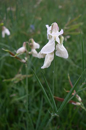 Lathyrus pannonicus \ Ungarische Platterbse / Hungarian Pea, Kroatien/Croatia Gospic 3.6.2008