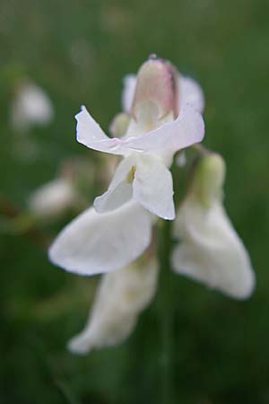 Lathyrus pannonicus \ Ungarische Platterbse / Hungarian Pea, Kroatien/Croatia Gospic 3.6.2008