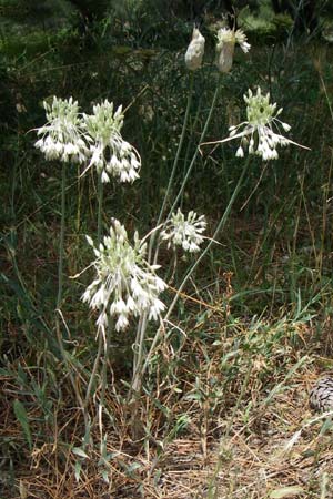 Allium tenuiflorum \ Zartbl&uuml;tiger Lauch / Slender Garlic, Kroatien/Croatia Istrien/Istria, Premantura 5.6.2008
